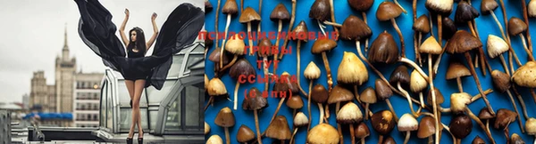 ПСИЛОЦИБИНОВЫЕ ГРИБЫ Нягань