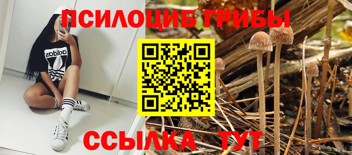 Галлюциногенные грибы Psilocybe  Вход с VPN  Апшеронск 
